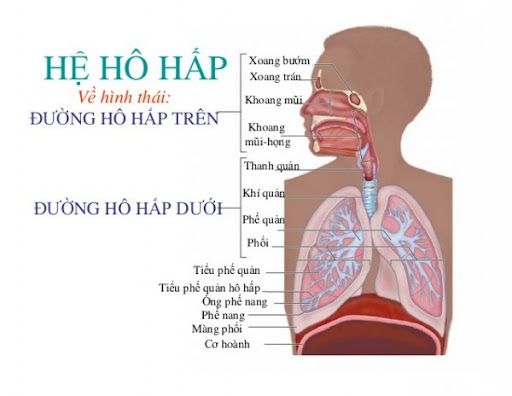 bệnh đường hô hấp